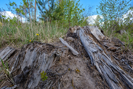 old dry tree trunks and stomps in green spring forest with dry leaves and bushes