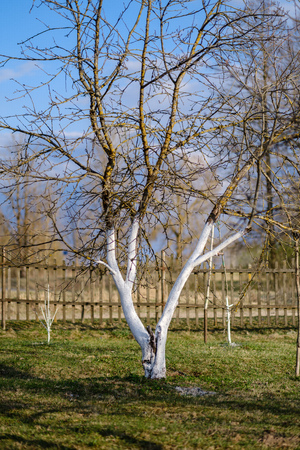 young apple trees in the garden with white trunks as protection against insects in spring