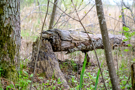 old dry tree trunks and stomps in green spring forest with dry leaves and bushesの写真素材
