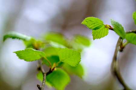 fresh young tree leaves in spring. macro shoot with blur backgroundの写真素材