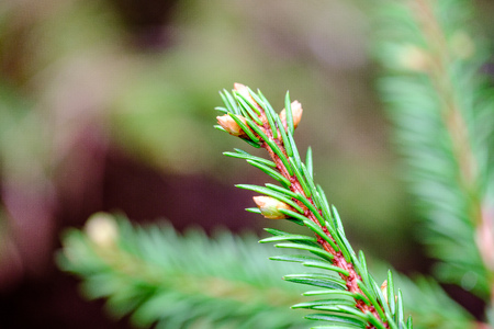young spruce tree branches in spring. blur backgroundの写真素材