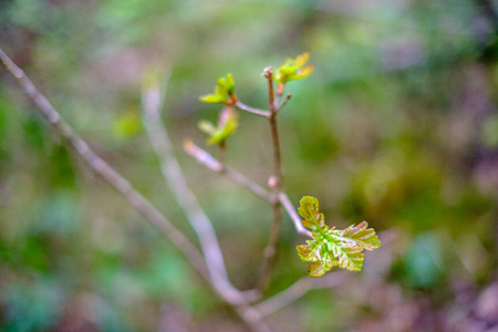 fresh young tree leaves in spring. macro shoot with blur background