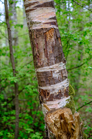 old dry tree trunks and stomps in green spring forest with dry leaves and bushesの写真素材