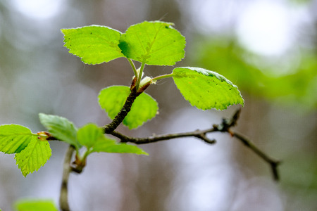 fresh young tree leaves in spring. macro shoot with blur background