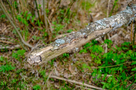 old dry tree trunks and stomps in green spring forest with dry leaves and bushes