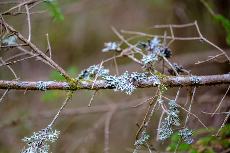 old dry tree trunks and stomps in green spring forest with dry leaves and bushes