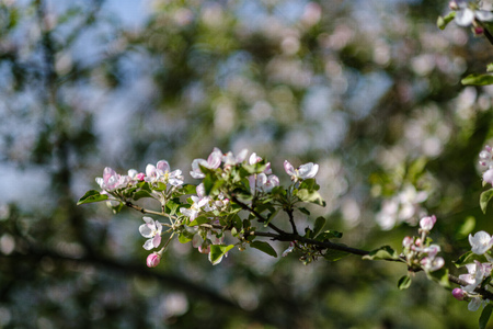 blooming apple tree in country garden in summer sunny day, white flower blossomsの写真素材