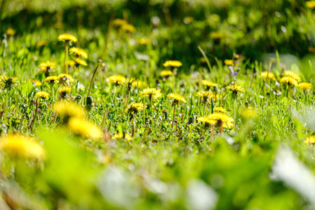 yellow dandelion flowers in green meadow in summer. sunny day at countryside, shallow depth of field, blur backgroundの写真素材