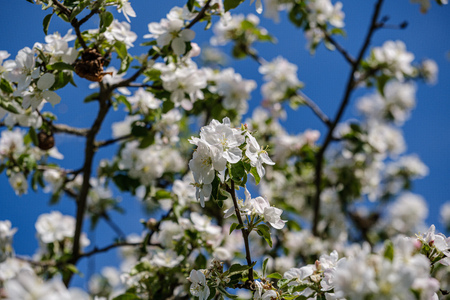 blooming apple tree in country garden in summer sunny day, white flower blossoms. apple tree flowersの写真素材