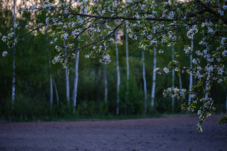 blooming apple tree in country garden in summer sunny day, white flower blossomsの写真素材
