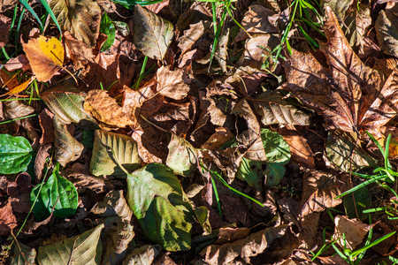 colorful tree leaves in sunny autumn in nature. natural background textureの写真素材