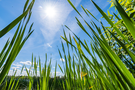 foliage leaf grass texture in green sunny summer time. nature background fillの写真素材