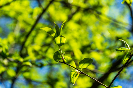 foliage leaf grass texture in green sunny summer time. nature background fill