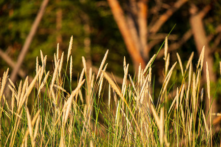 dry grass bents on blur background texture in natureの写真素材