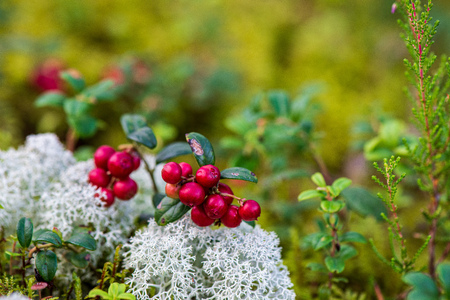 red lingonberry fruits in green forest moss in sunny summer day. wild berriesの写真素材
