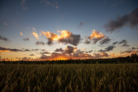 dramatic red sunset colors in the sky above trees and fields. summer sunset in latviaの写真素材