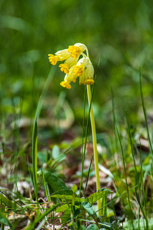 random color summer flowers in green meadow under the sun with blur backgroundの写真素材
