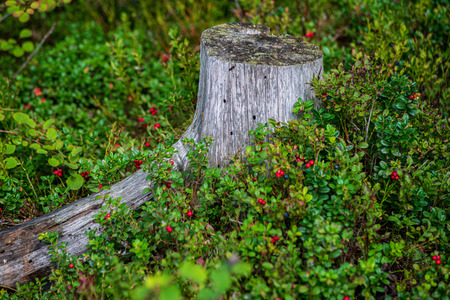 red lingonberry fruits in green forest moss in sunny summer day. wild berriesの写真素材