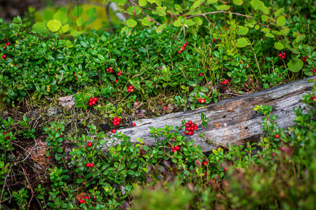 red lingonberry fruits in green forest moss in sunny summer day. wild berriesの写真素材