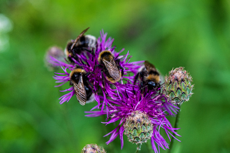 random color summer flowers in green meadow under the sun with blur backgroundの写真素材