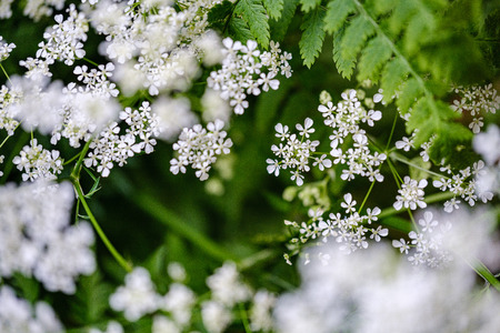 composition of small white flowers and fern leaf on green blur background with sun rays and blur effects. decorative backgroundの写真素材