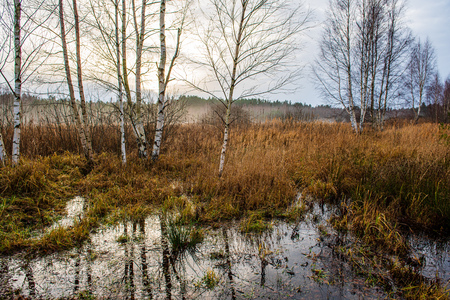 calm forest river hiding behind tree branches. summer with calm water and shadows from sunの写真素材