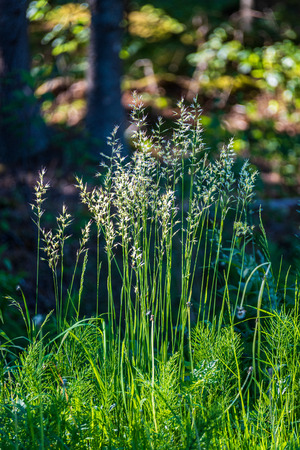 dry grass bents on blur background texture in natureの写真素材