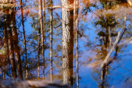 calm forest river hiding behind tree branches. summer with calm water and shadows from sunの写真素材