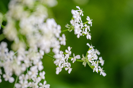 composition of small white flowers and fern leaf on green blur background with sun rays and blur effects. decorative backgroundの写真素材