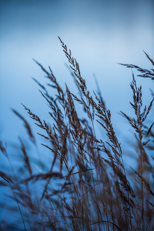 dry grass bents on blur background texture in natureの写真素材