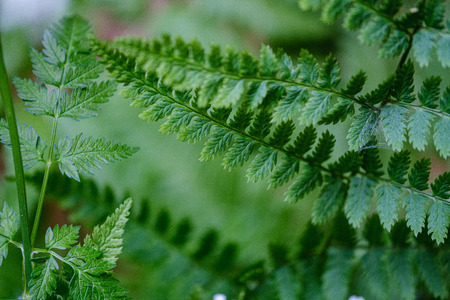 composition of small white flowers and fern leaf on green blur background with sun rays and blur...