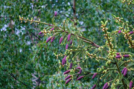 young spruce tree branches with fresh violet cones in green summer rainの写真素材