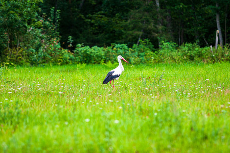 stork bird in natural environment. feeding in summerの写真素材