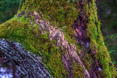 dry old tree trunk stomp in nature, forest scene with foliage and log woodの写真素材