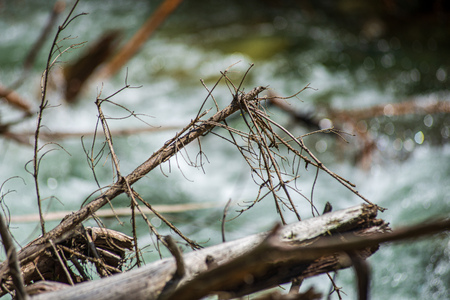 dry old tree trunk stomp in nature, forest scene with foliage and log woodの写真素材
