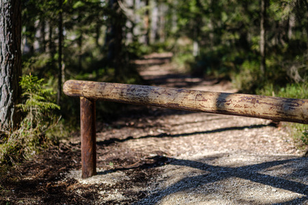 dry old tree trunk stomp in nature, forest scene with foliage and log woodの写真素材