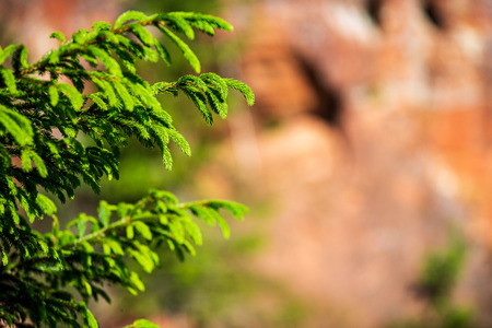 tree branches and leaves on blur background. abstract texture in natureの写真素材