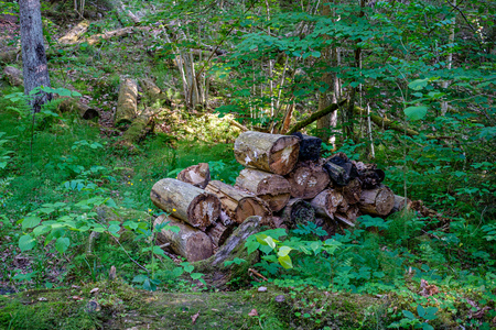 dry old tree trunk stomp in nature, forest scene with foliage and log wood