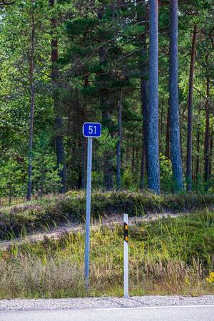 tree trunk texture wall in forest with rhythm pattern under blue sky with light and shadows on the groundの写真素材