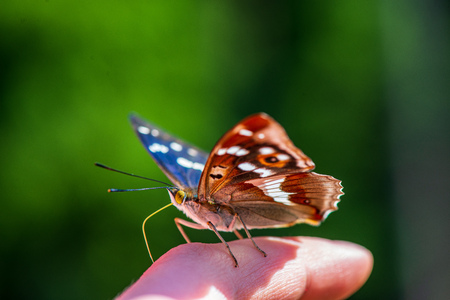 butterfly resting on human hand in summer sun with blur backgroundの写真素材
