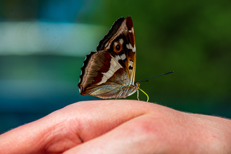 butterfly resting on human hand in summer sun with blur background