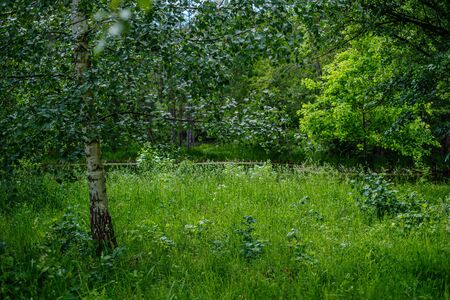 green countryside scenery with green meadows and trees in summer heatの写真素材