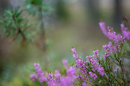 blooming heather in green forest moss in autumn with blur backgroundの写真素材