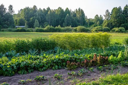sunny countryside garden with green meadow and greenhouse in summer
