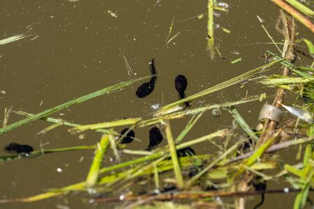 green frog tadpoles feeding on grass in the ditch of water in countryの写真素材