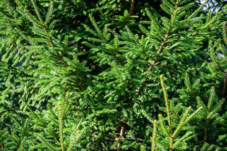 green wet spruce tree branches in nature with blur background texture