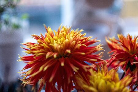 bouquet of colored flowers on the table in a roomの写真素材