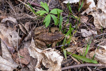 first green foliage sprouting from empty ground in the spring at country forest