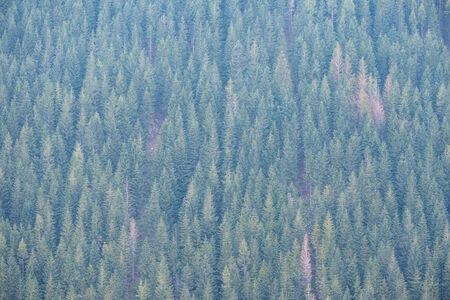 forest texture with tree trunk wall in green summer day
