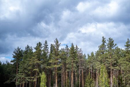 forest texture with tree trunk wall in green summer day